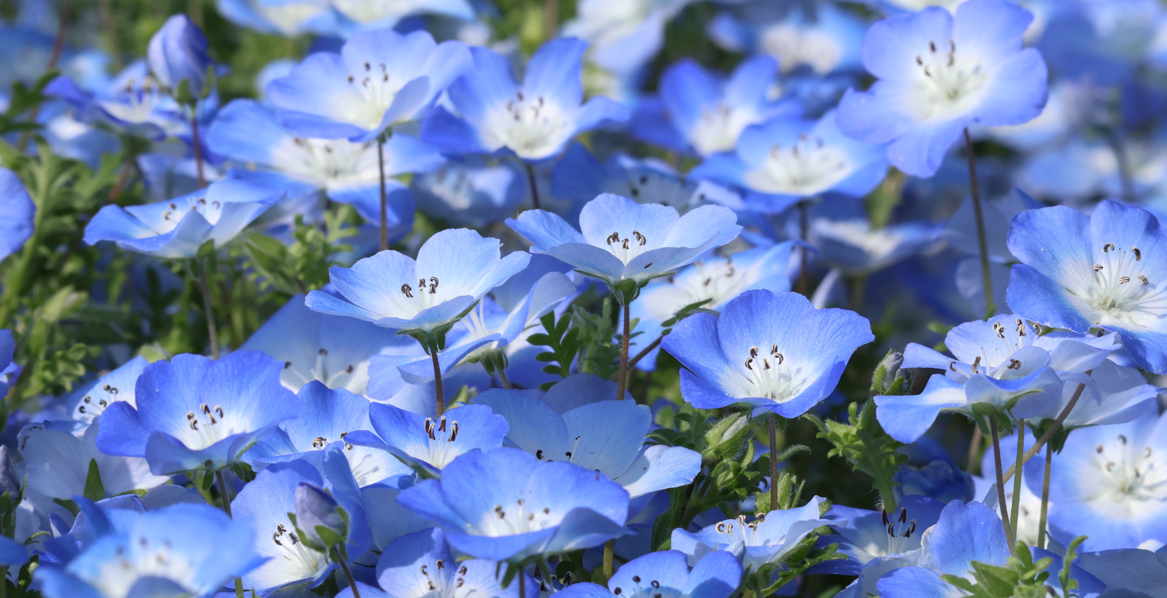 ⭐️星守るフグ。