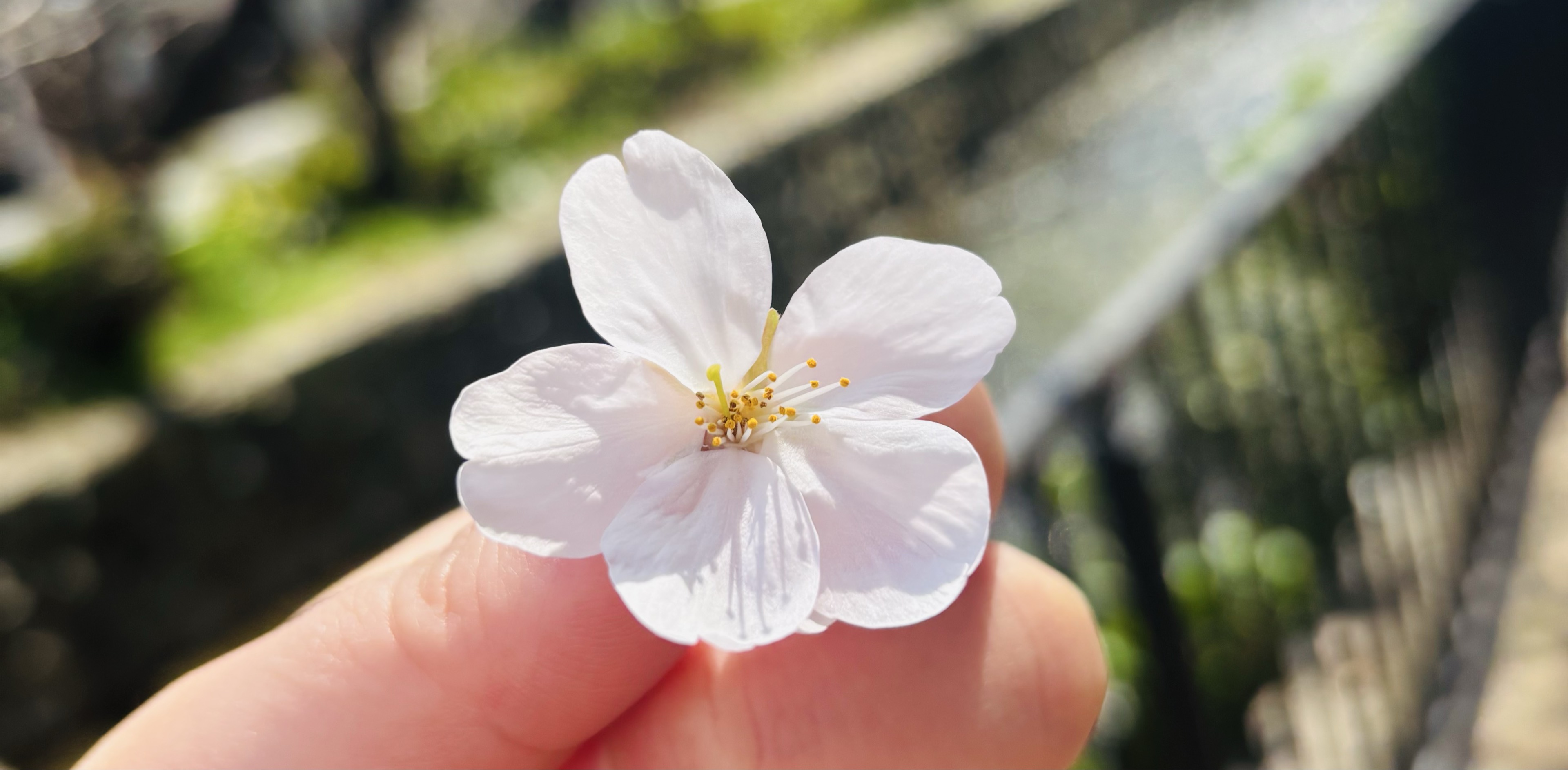 舞  -❀𝕞𝕒𝕚❀-