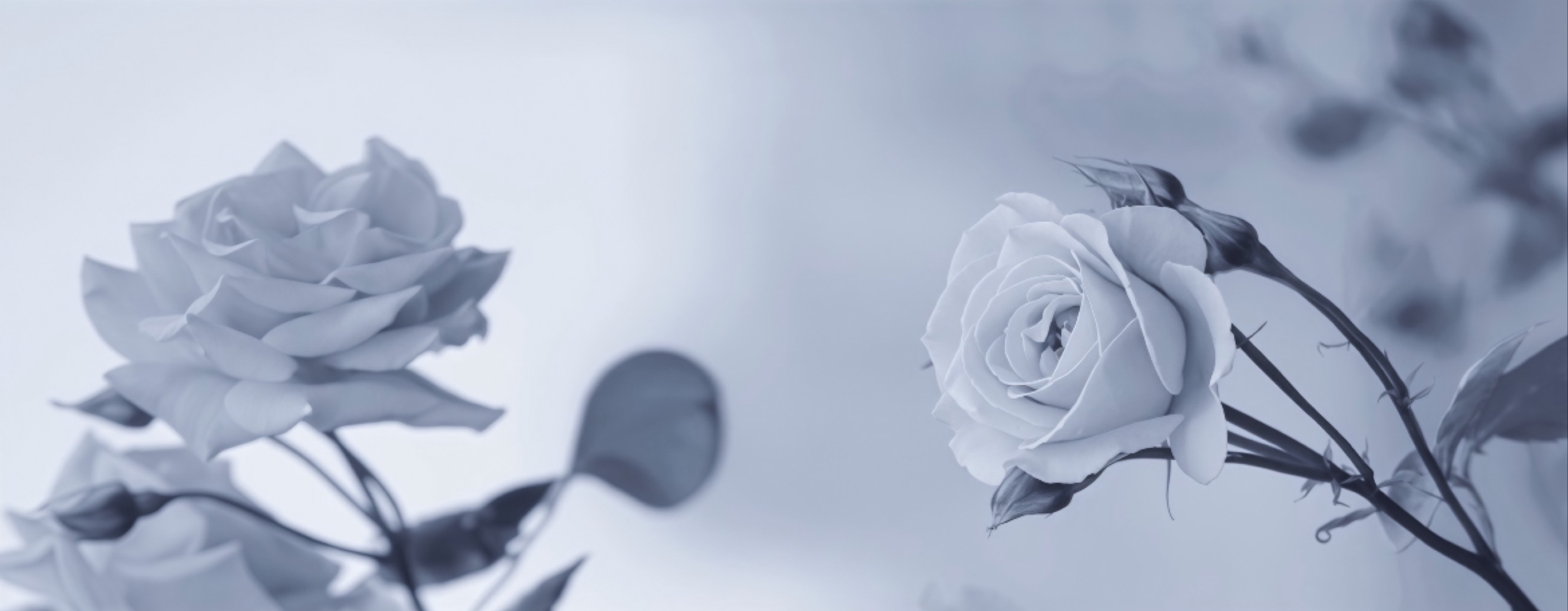 ᶝ❍ ࣪ かるむ