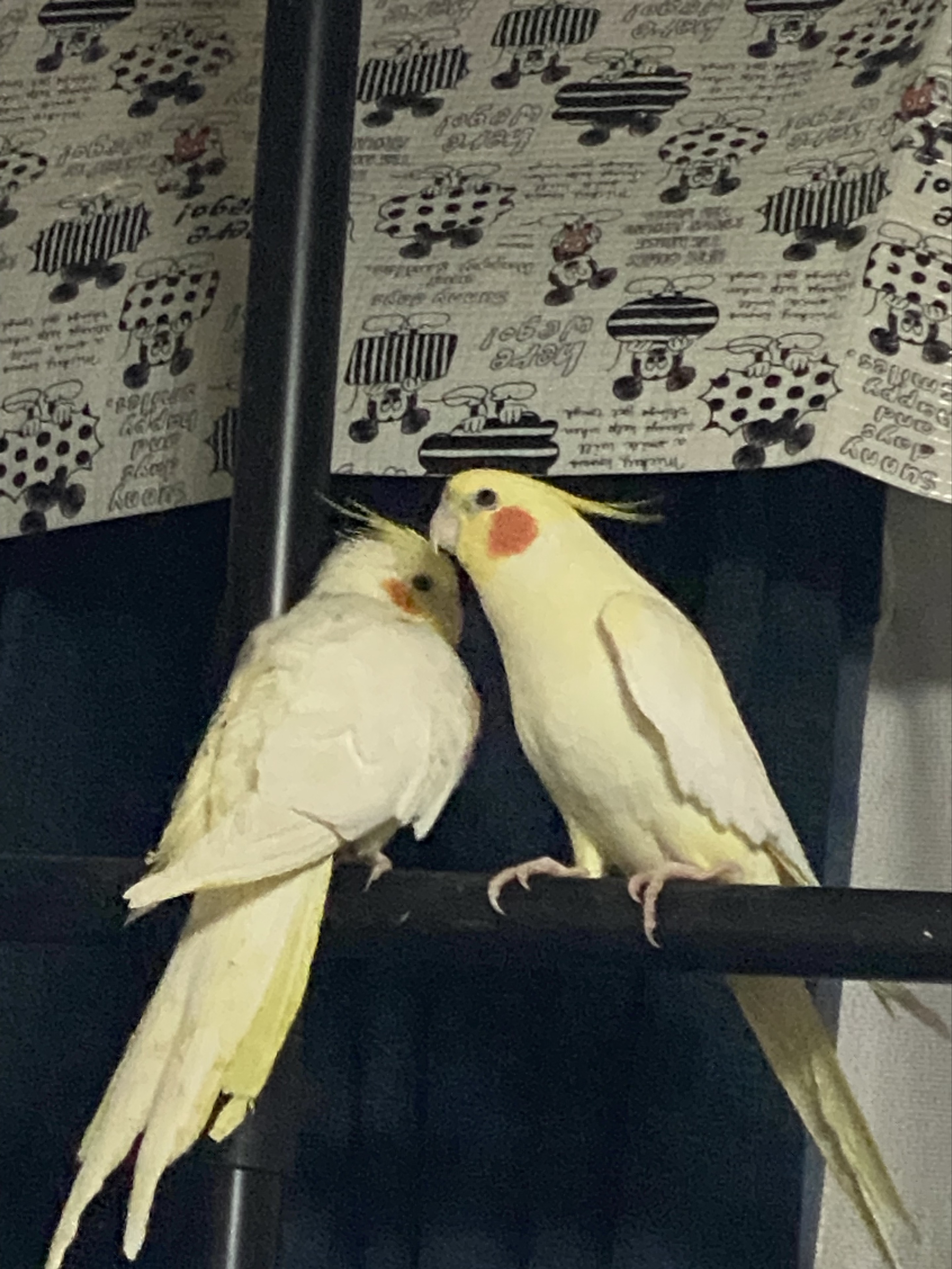翠𝓛❤︎𝔘