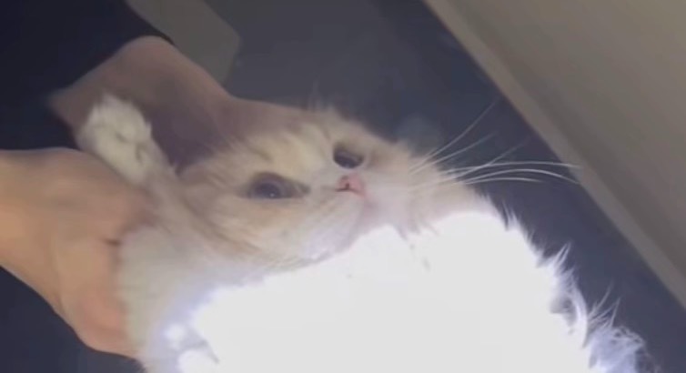 いんきゃ