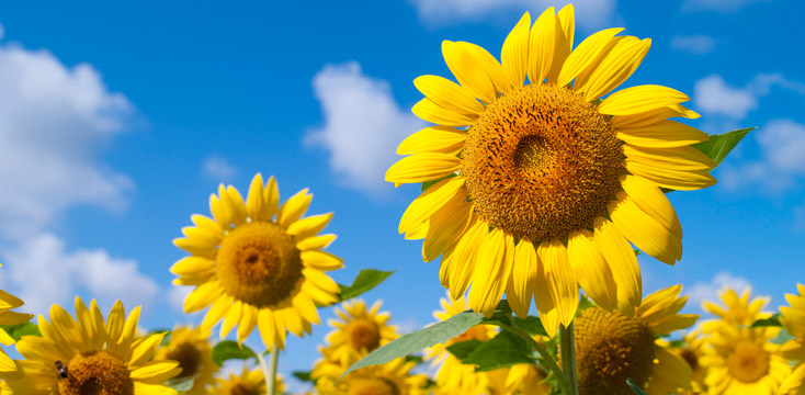 えま🌻