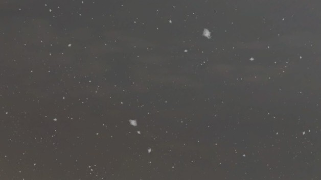あさり