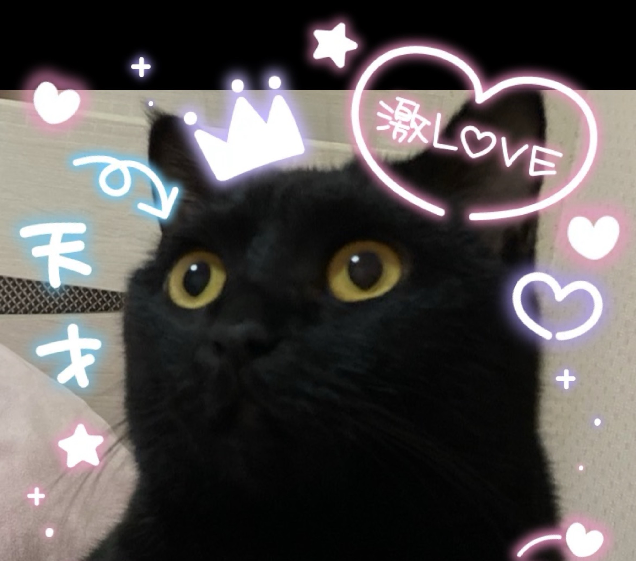 にゃんきち 🪽