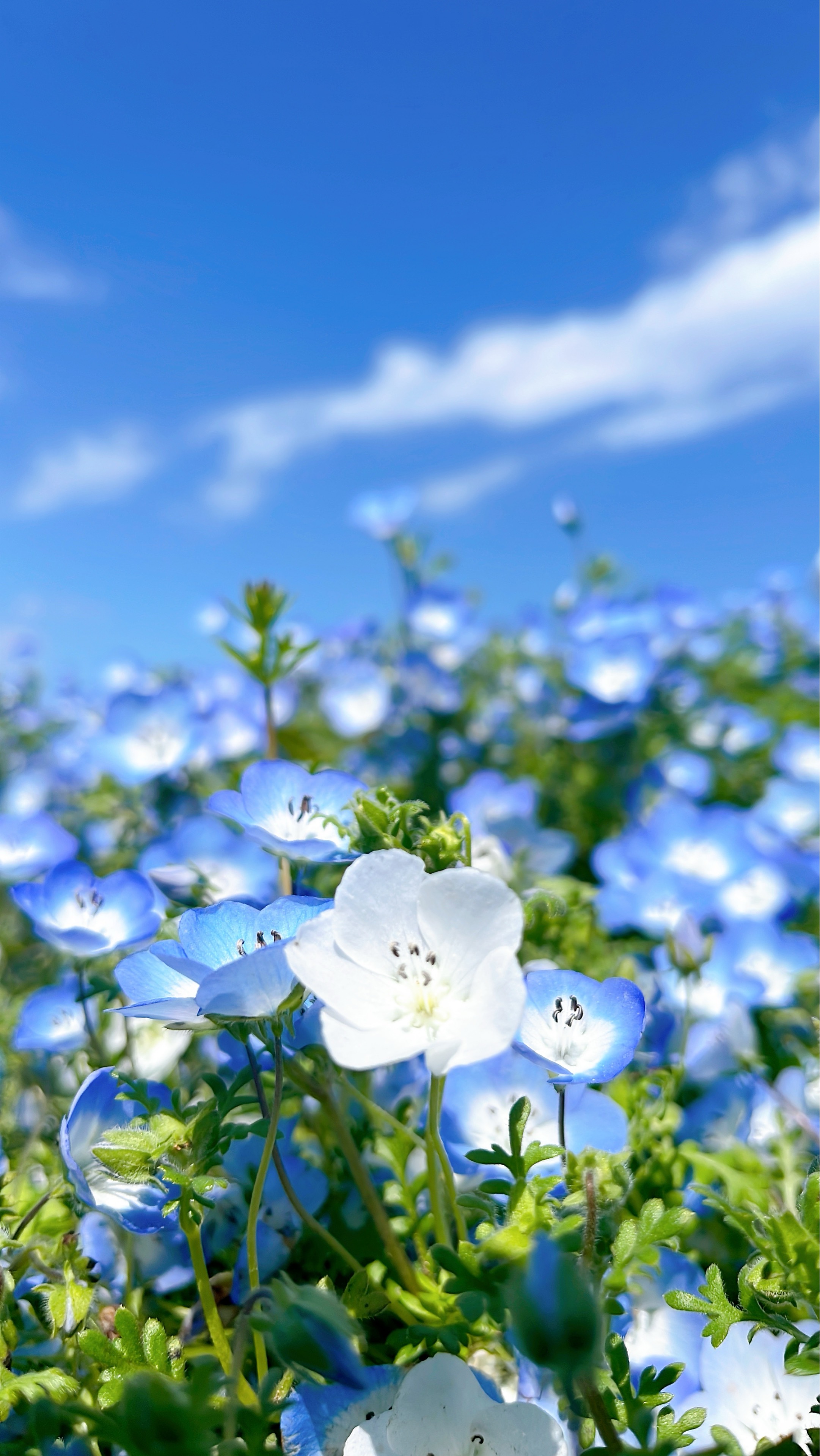ぽん