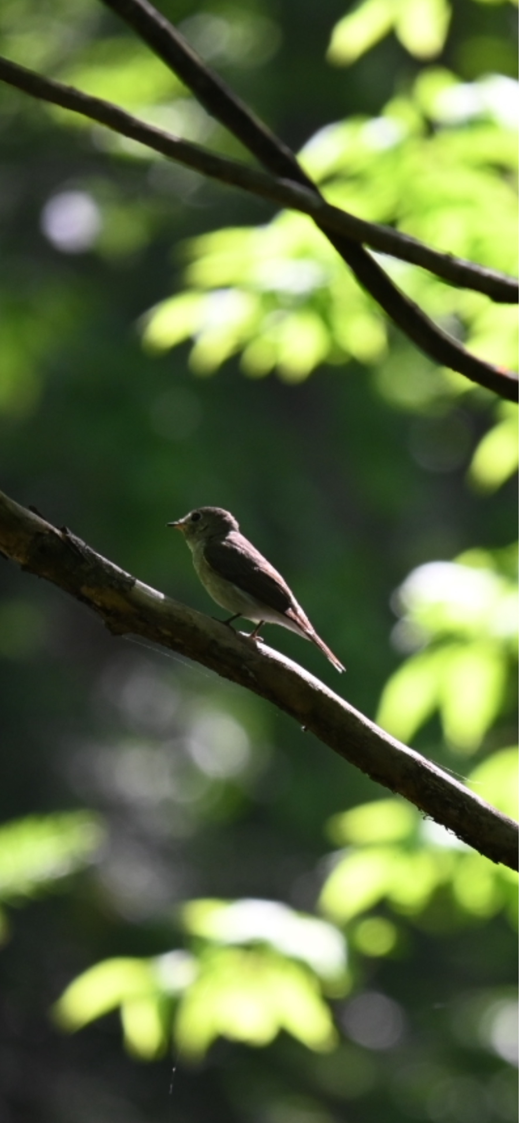 かーかん🐦*♪♫