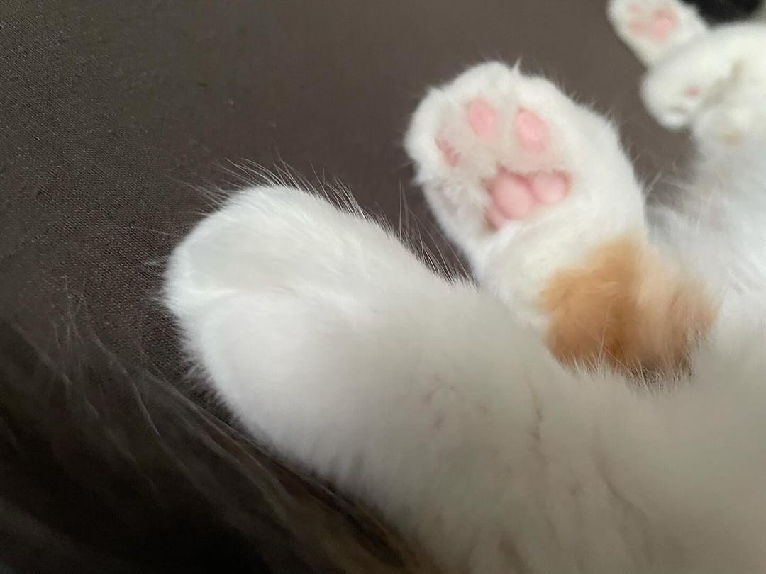 わたあめ