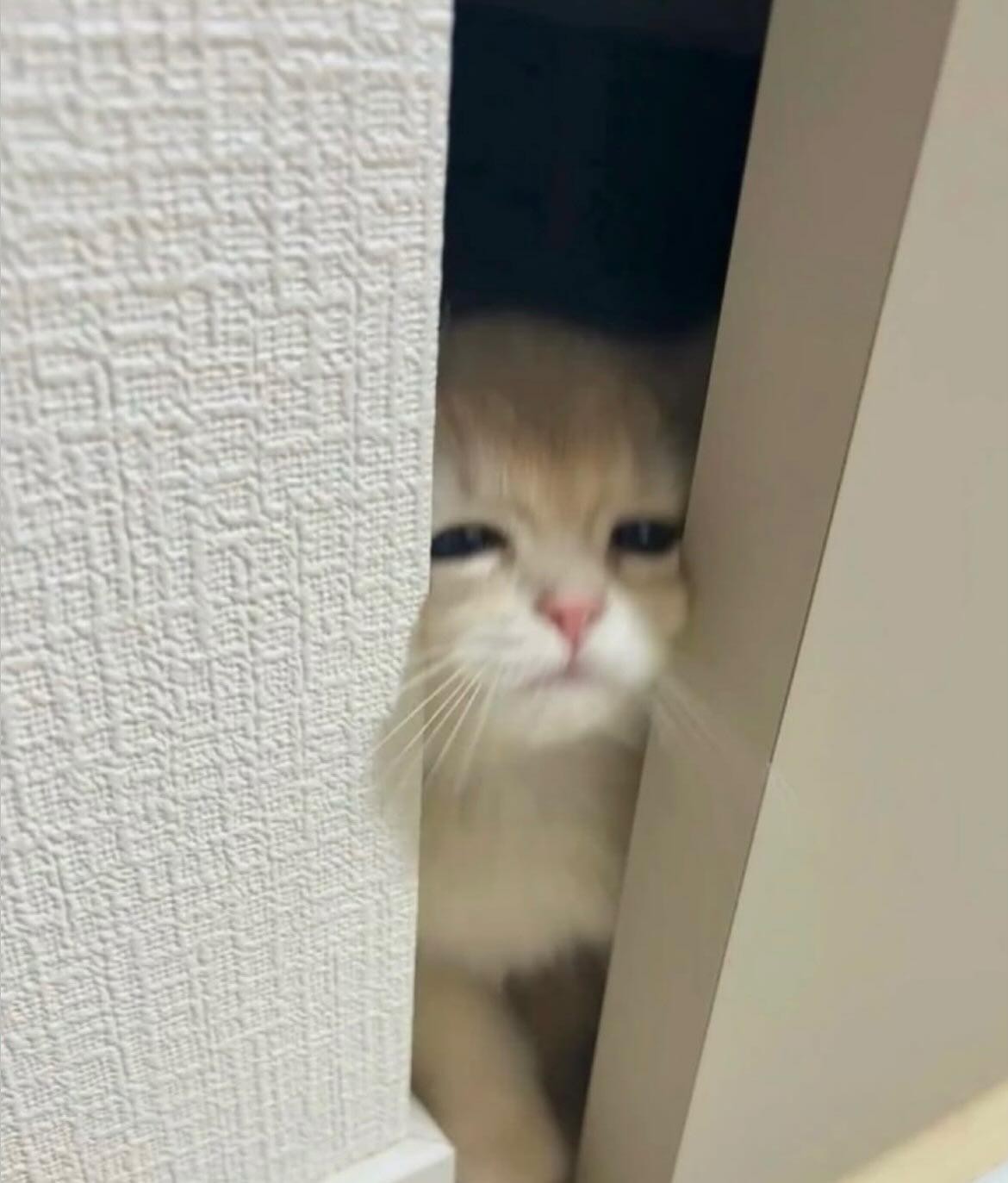 ねこ飼いたい
