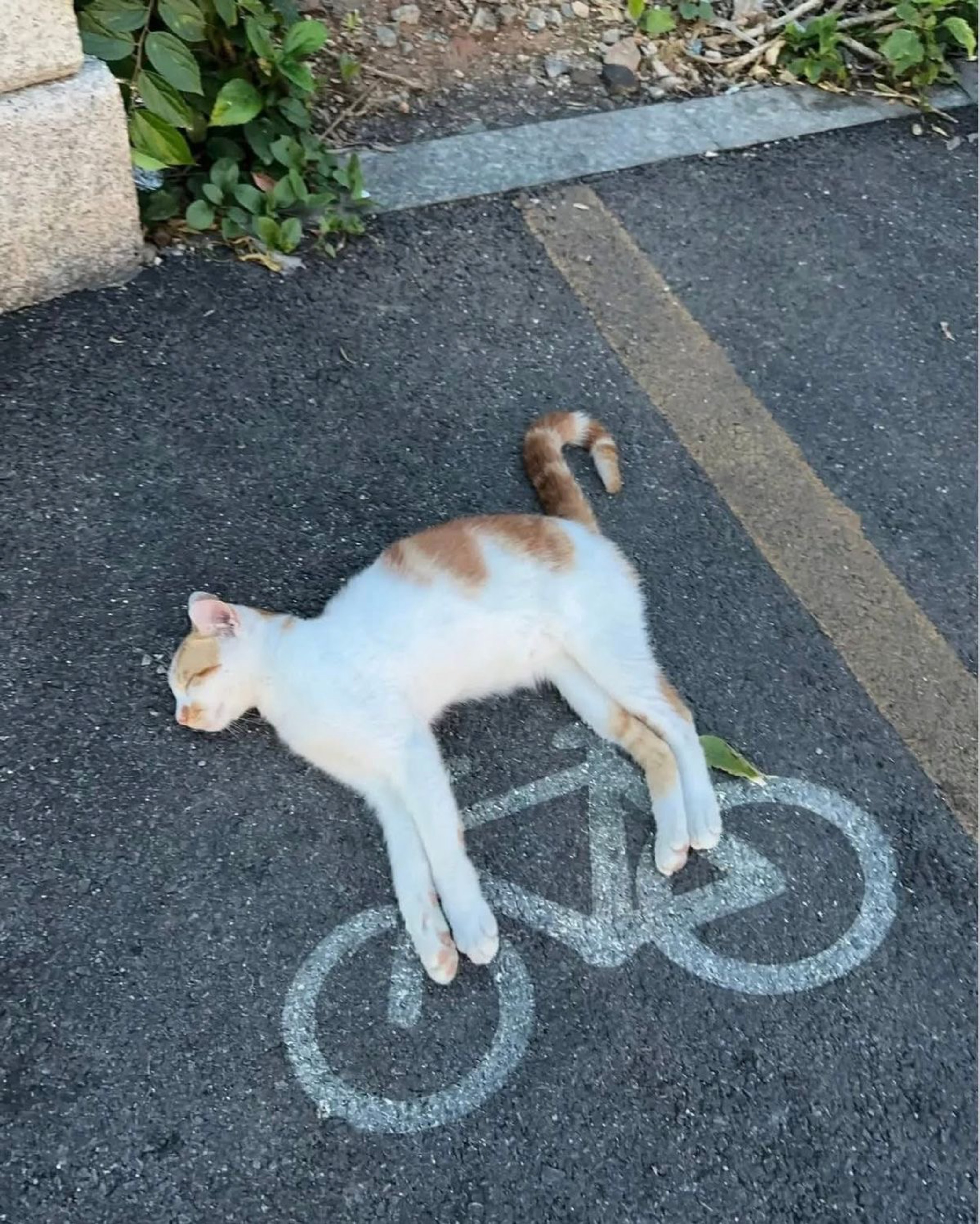 ｻﾄｳ