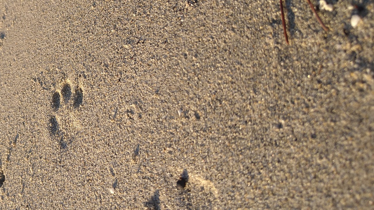 つー