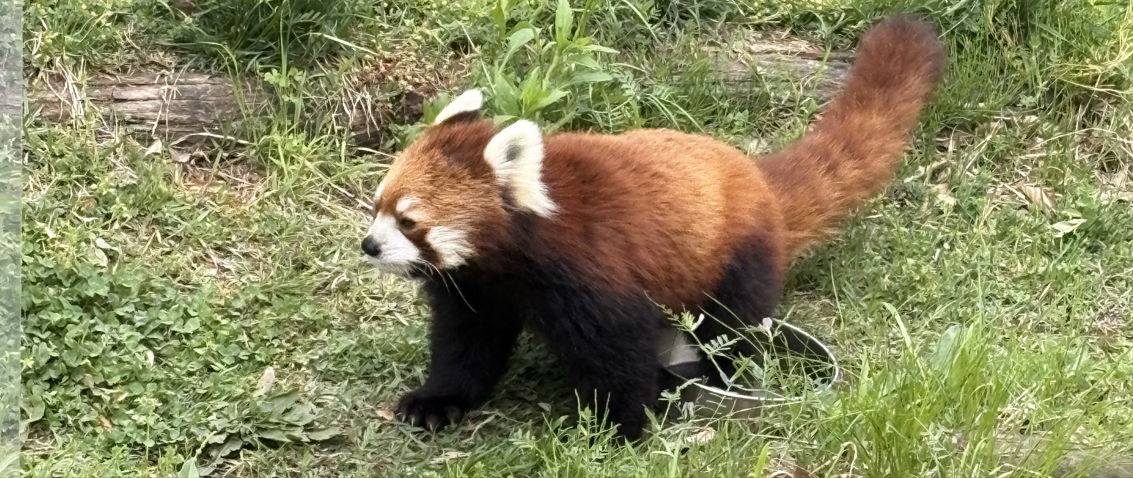 ぽたまる