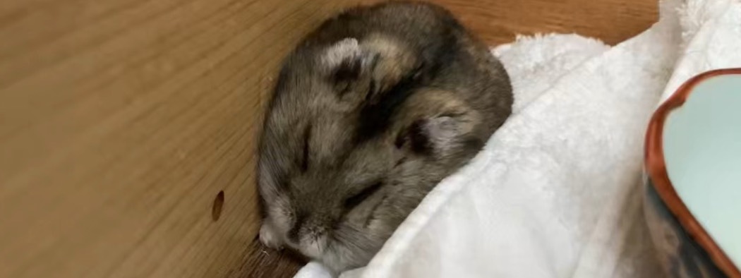 ぽん