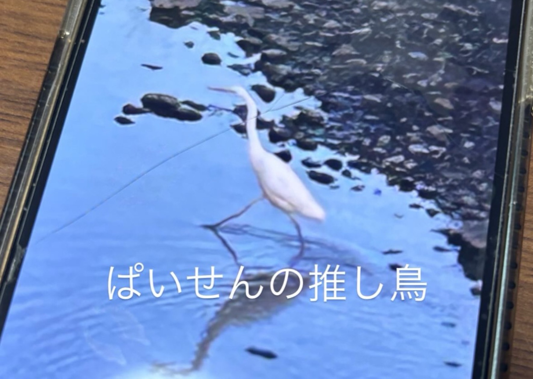 菜月