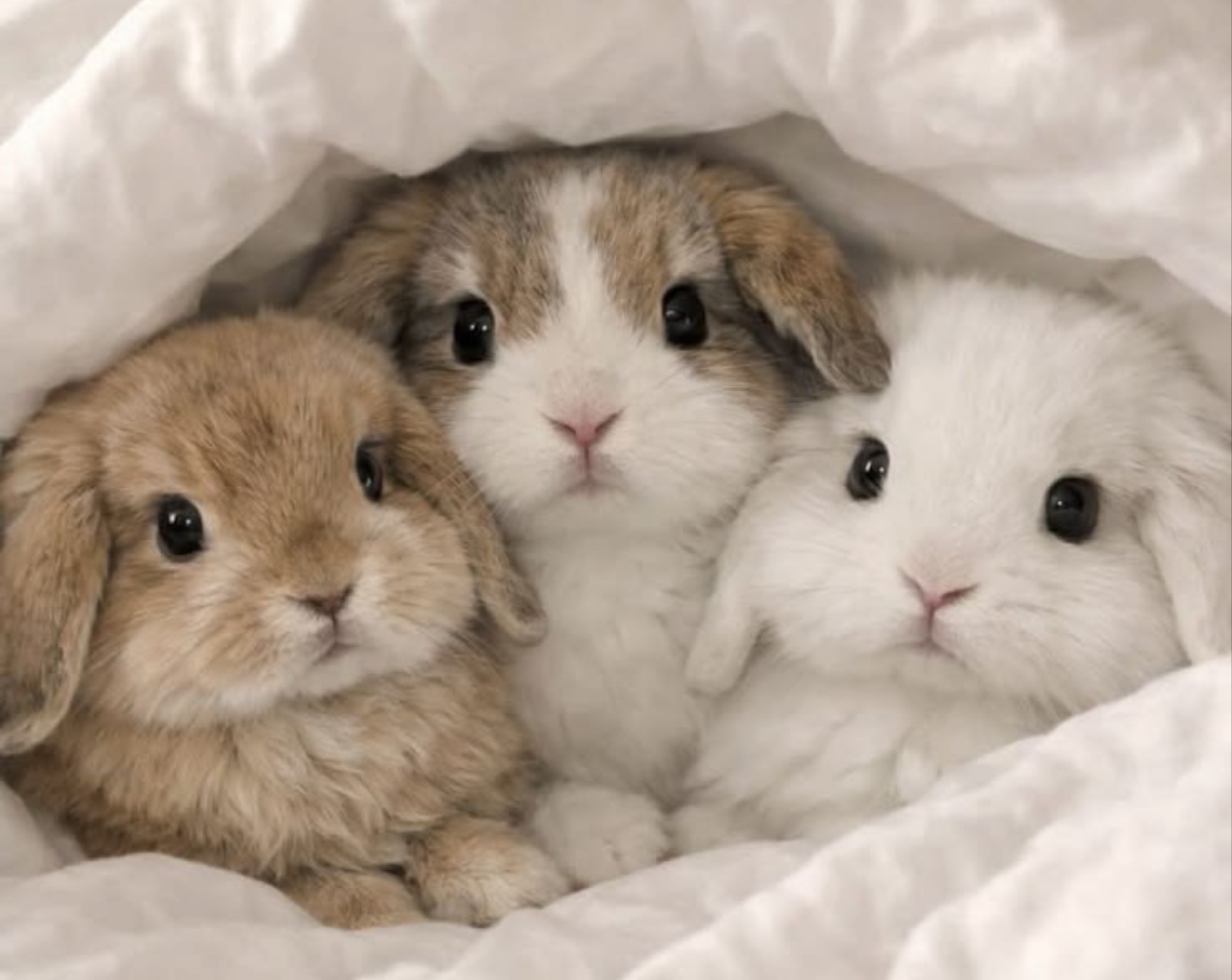 ꪔ̤ ᩚ うさぎ