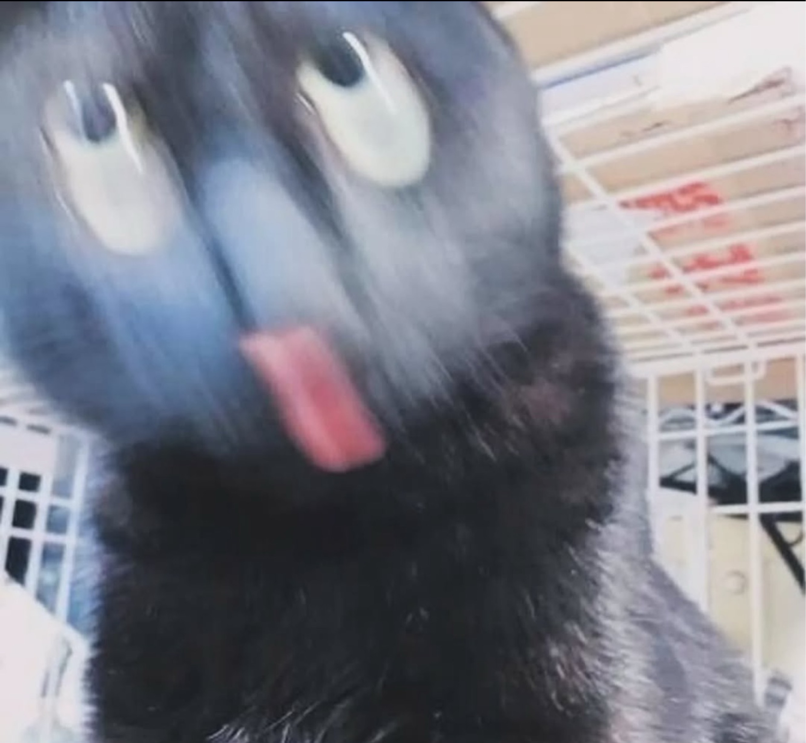 柊