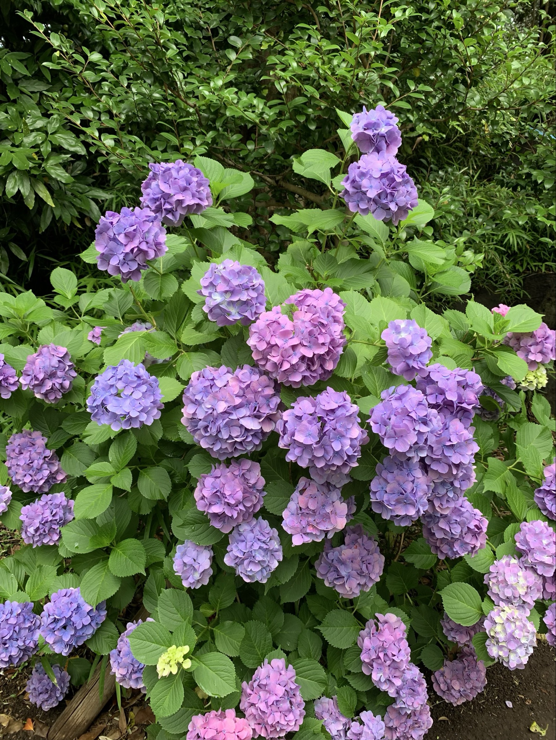 うり