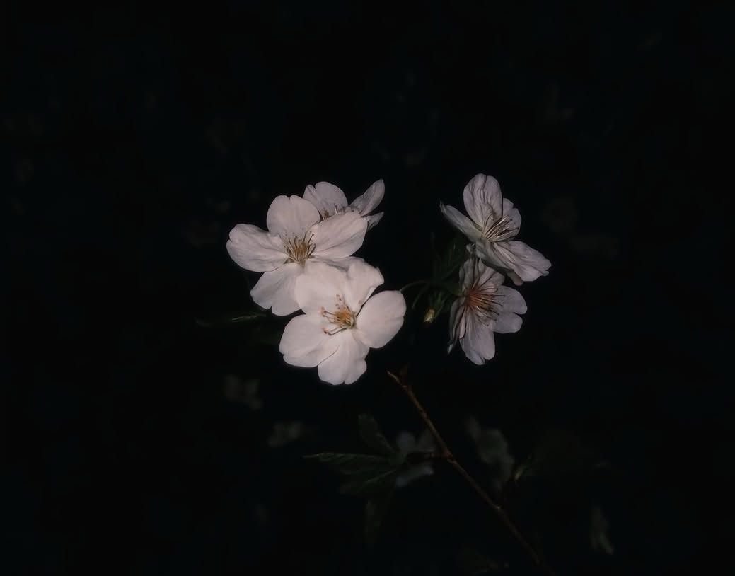 枢木˖
