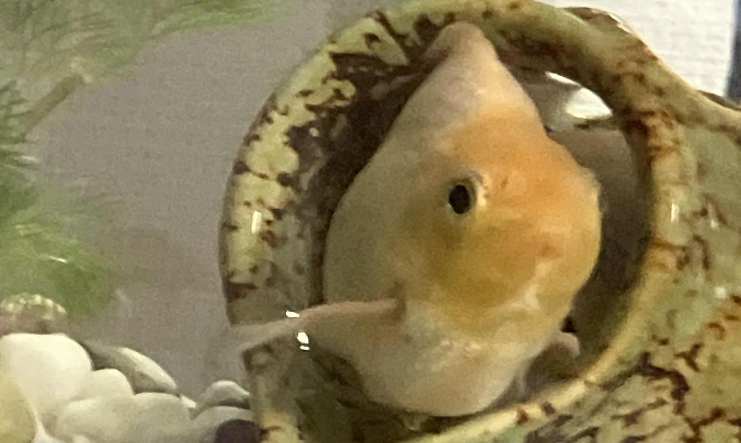 琴琉(ことる)
