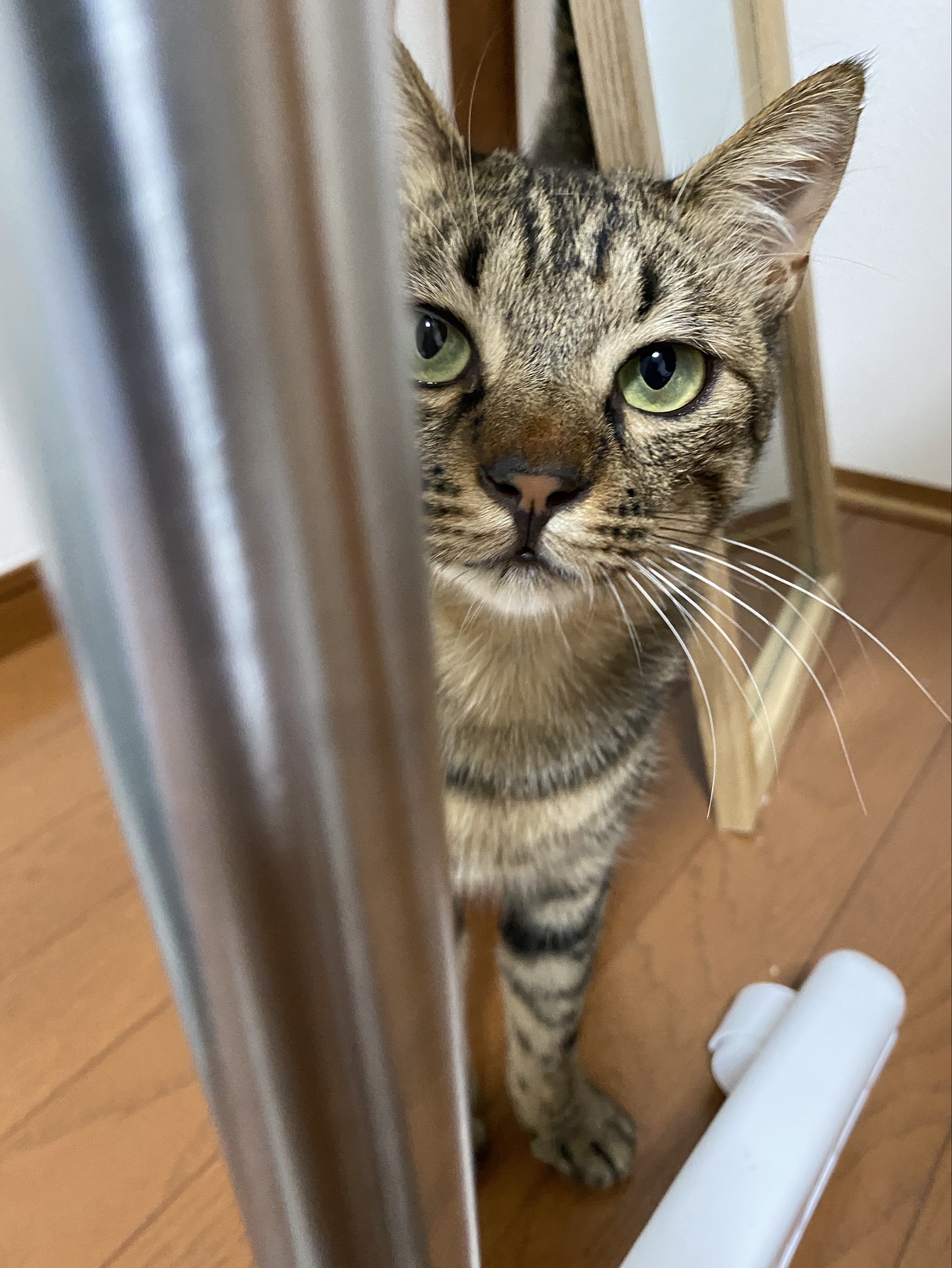 ⍲˖あると
