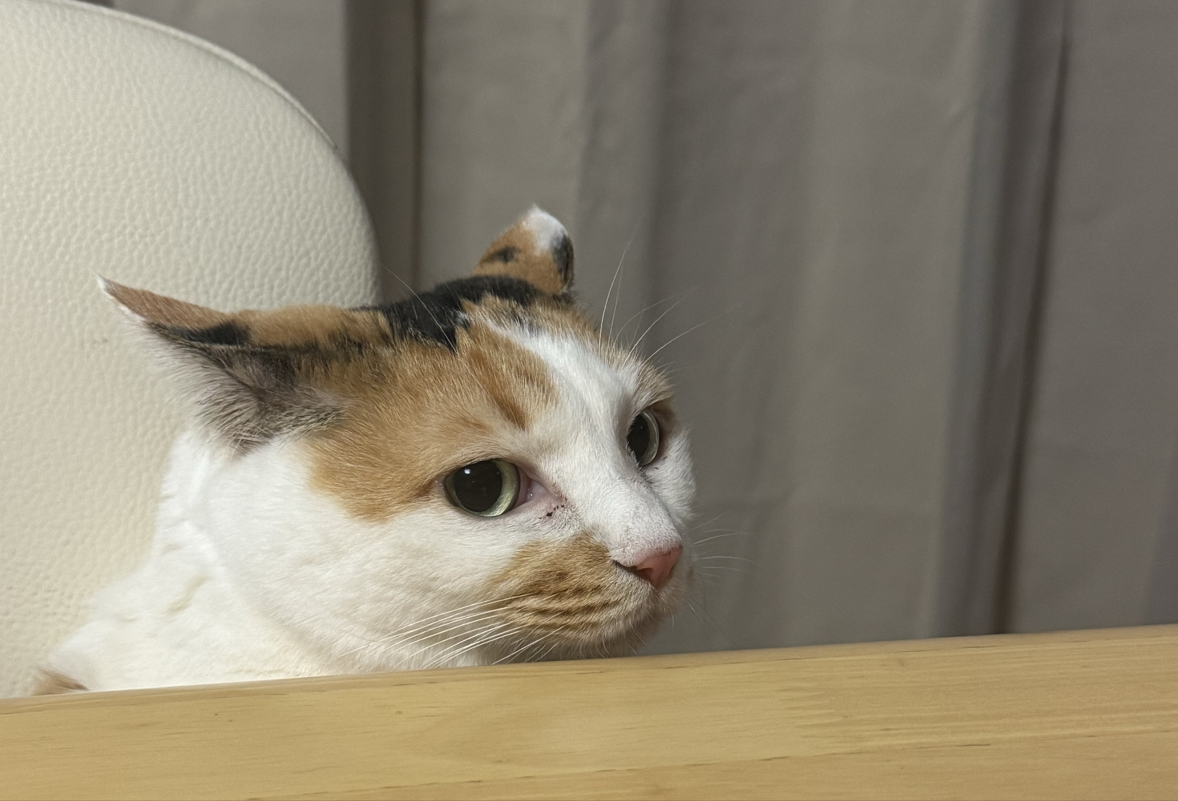 ⁴²⁴パピコ