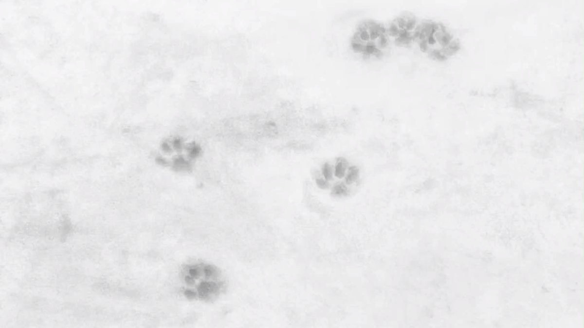 ❅
