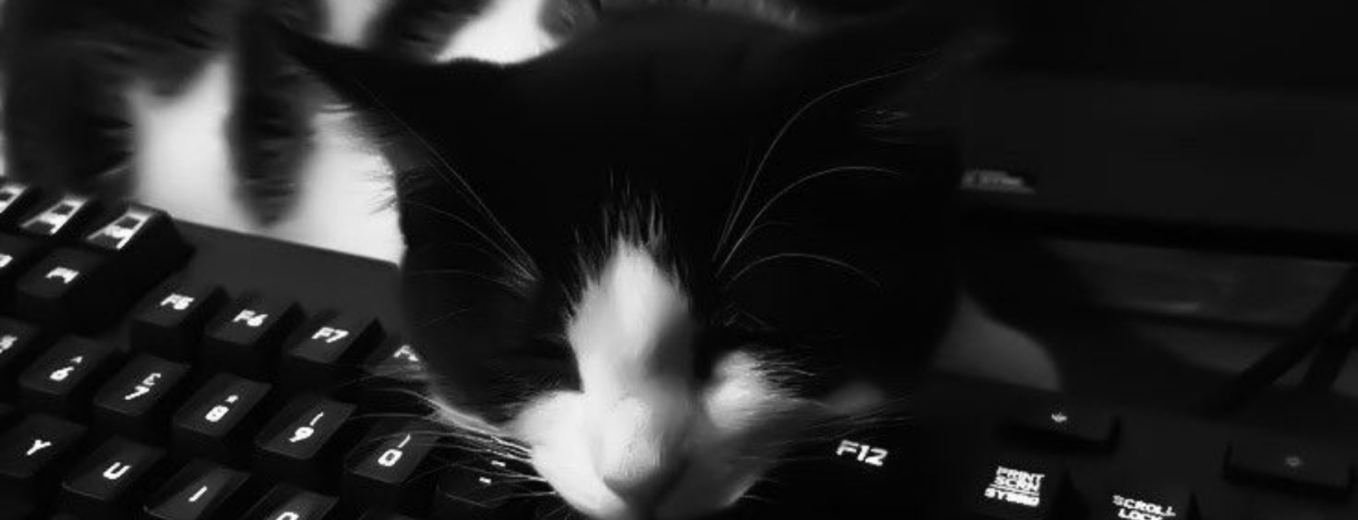 𝘓 𝘪 𝘰