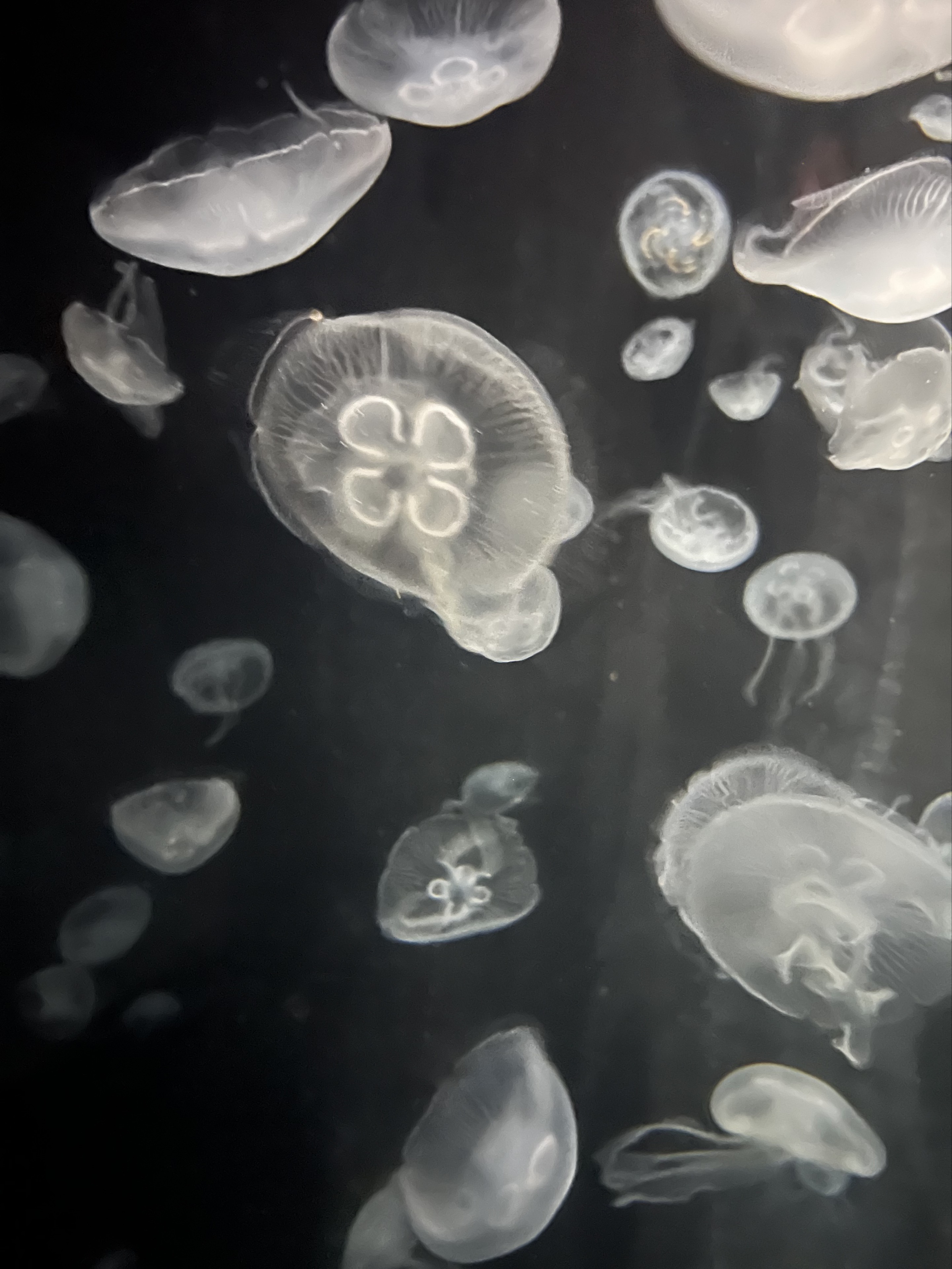 春琉(𝐇𝐚𝐫𝐮)
