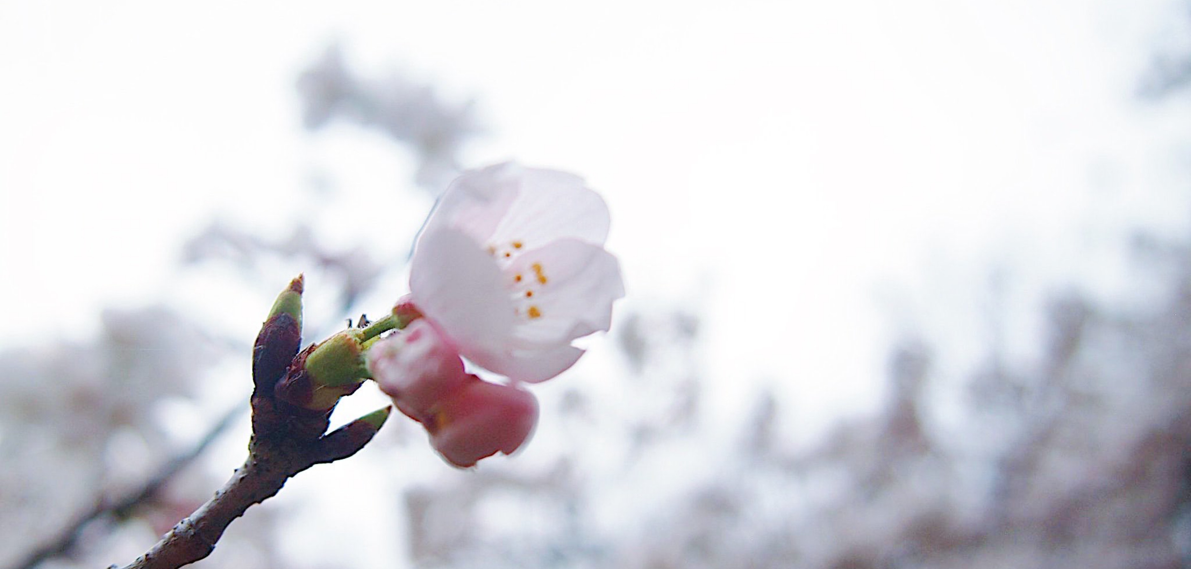 🌸