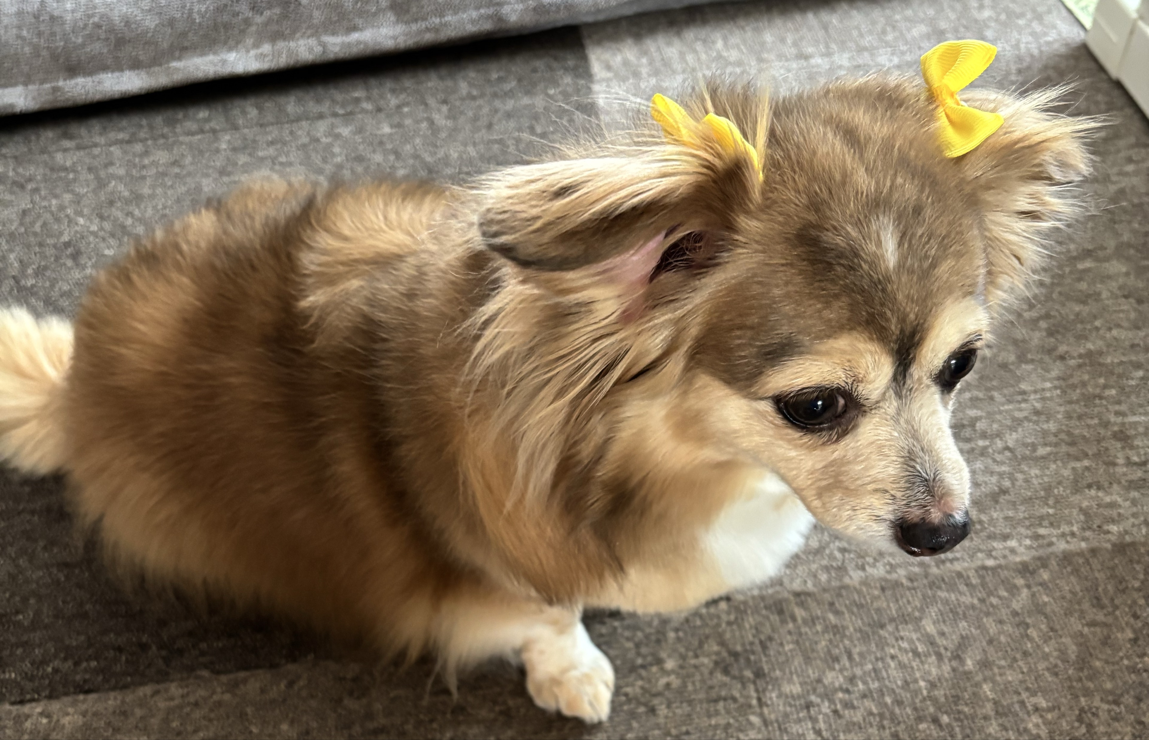 ⋆☾·̩͙ひな