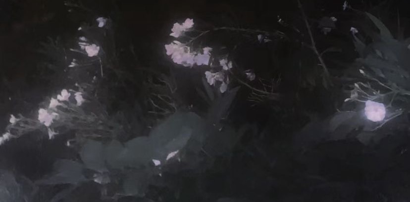 薫 - スミレ -
