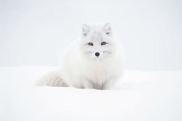 はくれ🦊🤍