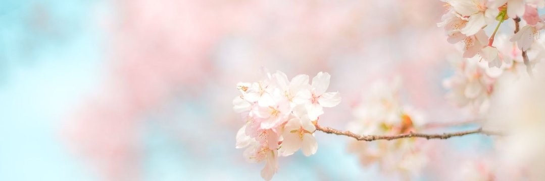 さくら(՞..՞ )