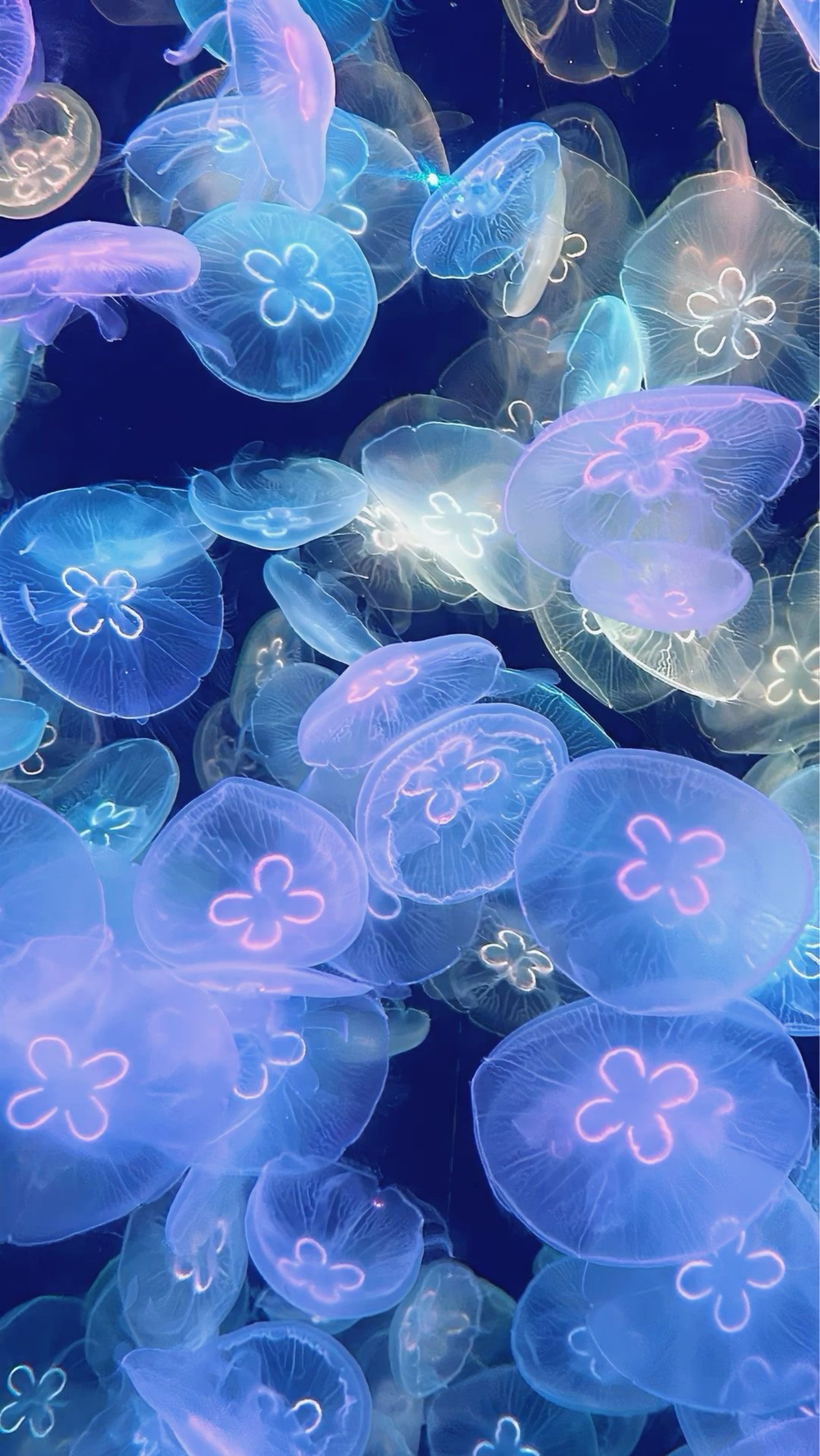 瑠海 ꕀ ｳﾐ ꕀ꙳