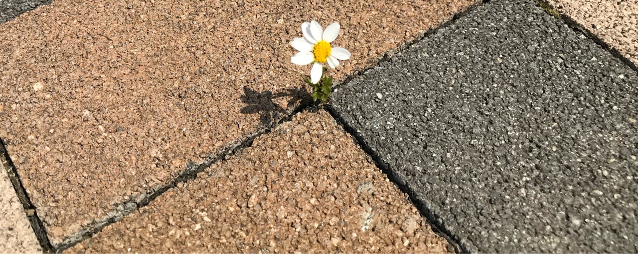 ❀❡春音(はるね)☥𓅦🐳*