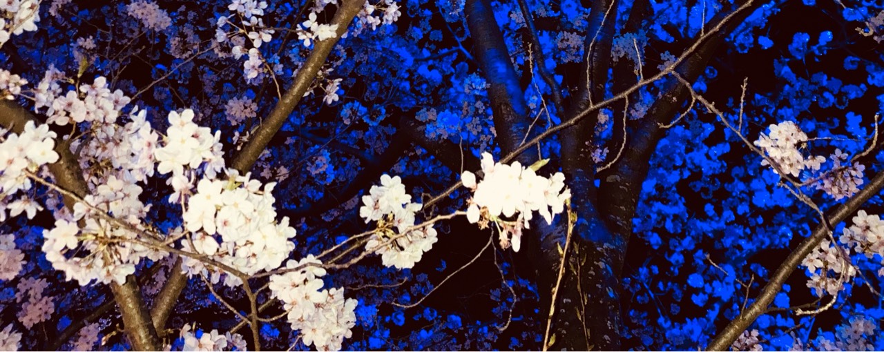 ð¢â*å²è¯-sakura-