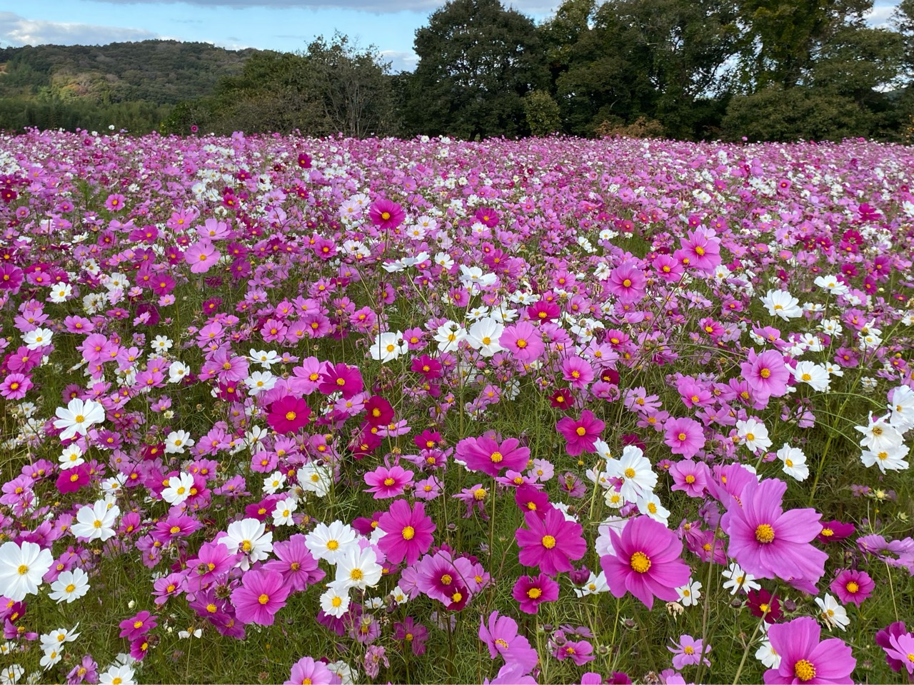みっちー   @ ﾎﾟｩこすん