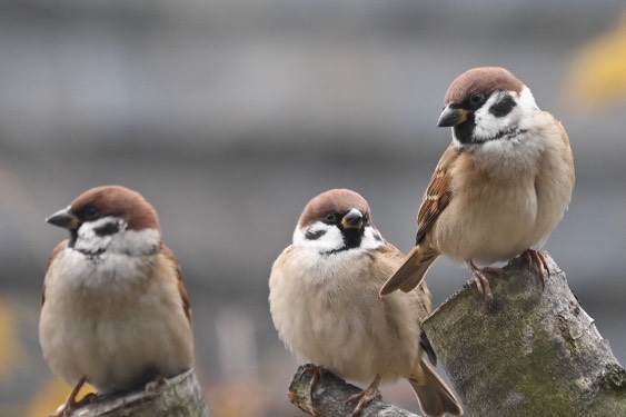 かーかん🐦*♪♫