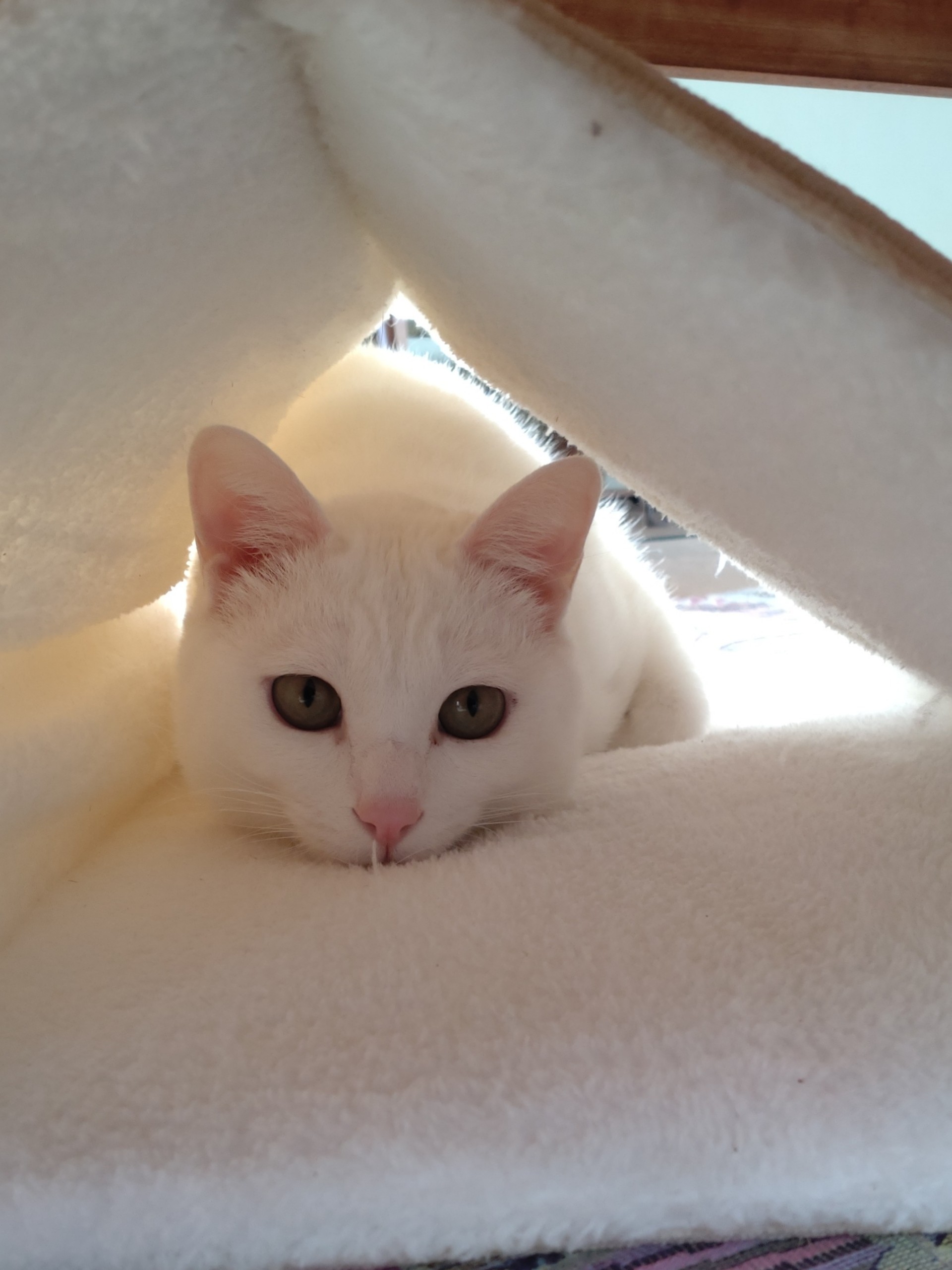 ムギワラ