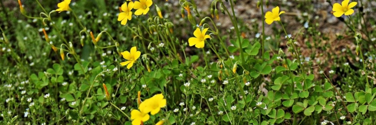 ☘͙︎⋆̥𝚖𝚊𝚝𝚘𝚔𝚊