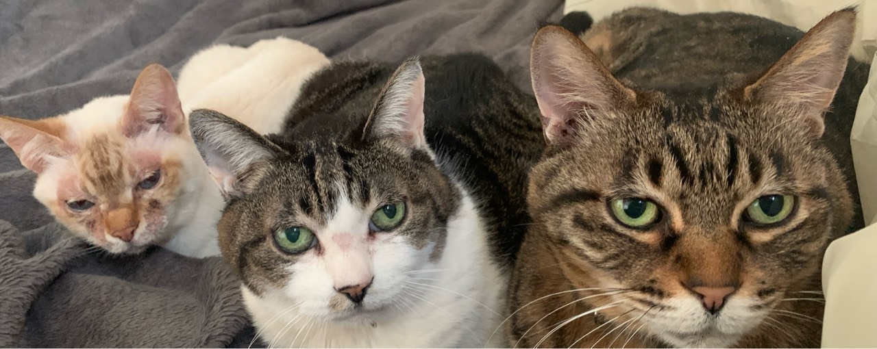 🐻🔗🐰 🄻🄴♥️🄴🅈 🌸🍓🍀