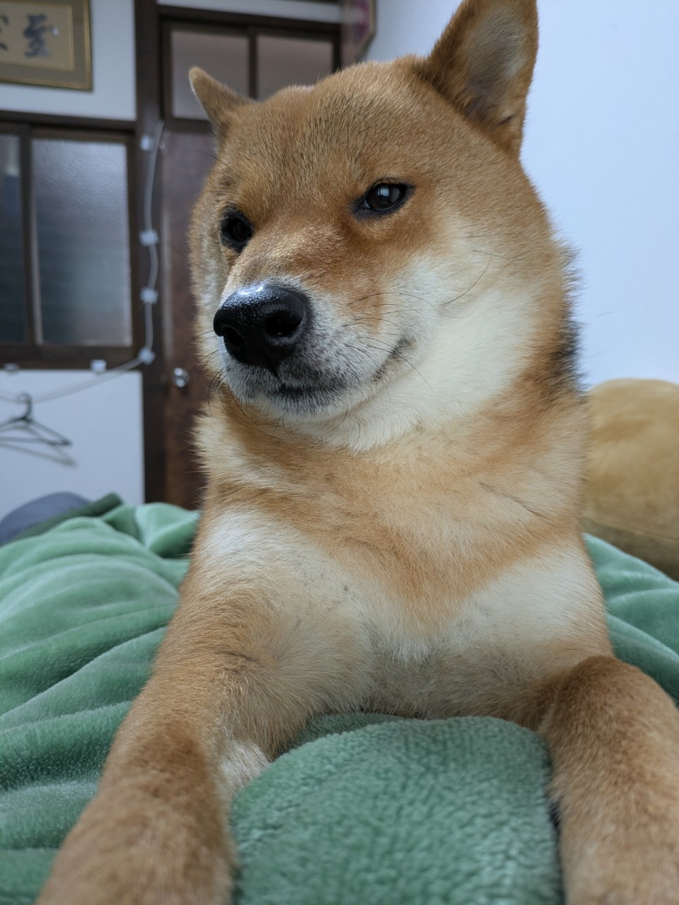 ホムえもん