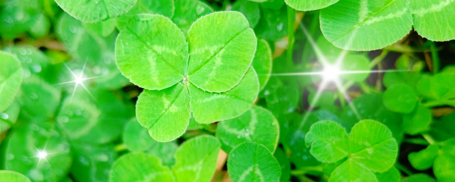 四つ葉ꕤ•ᴗ•yotsuha