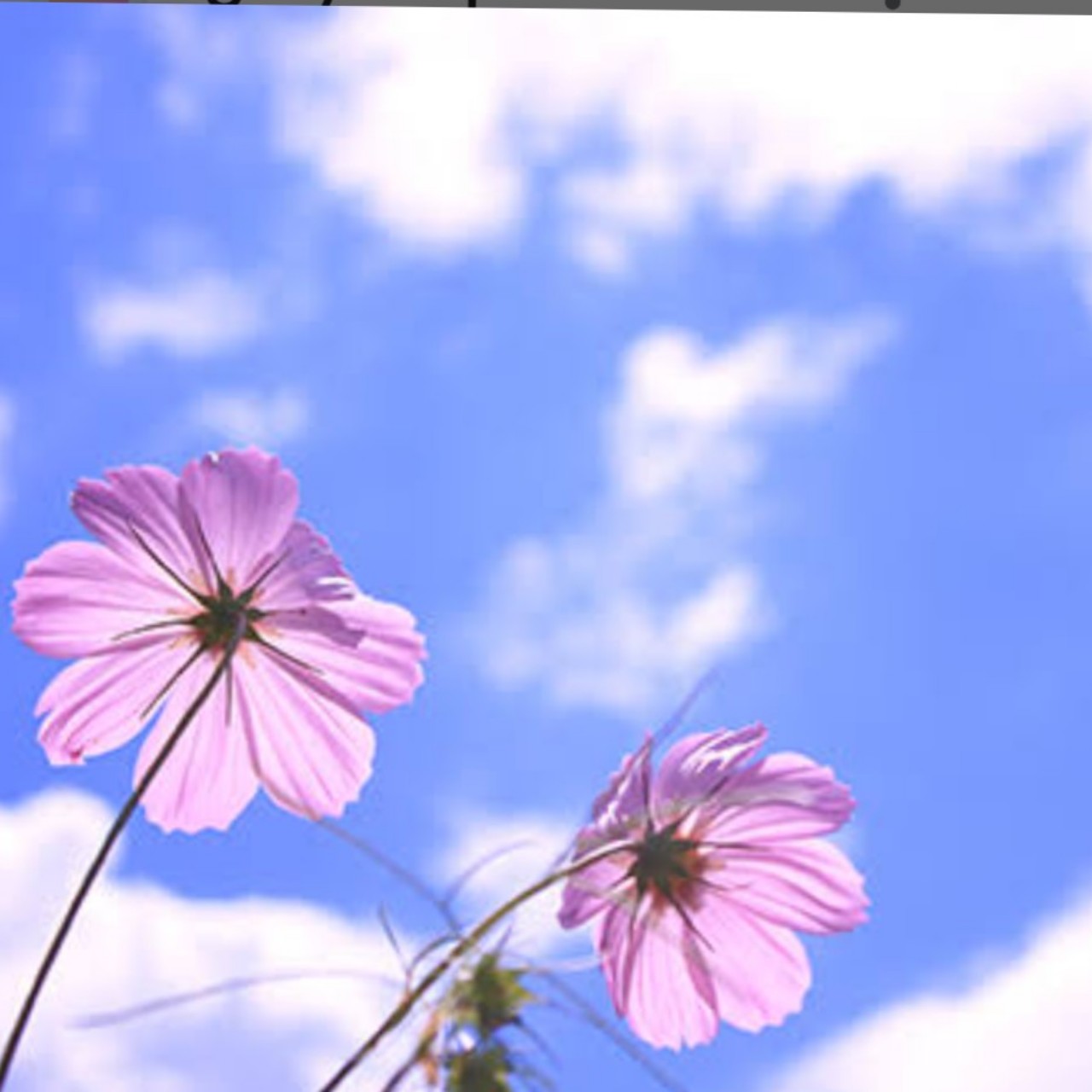 ᓚᘏᗢちぃ①🥀⛄️❄️✨