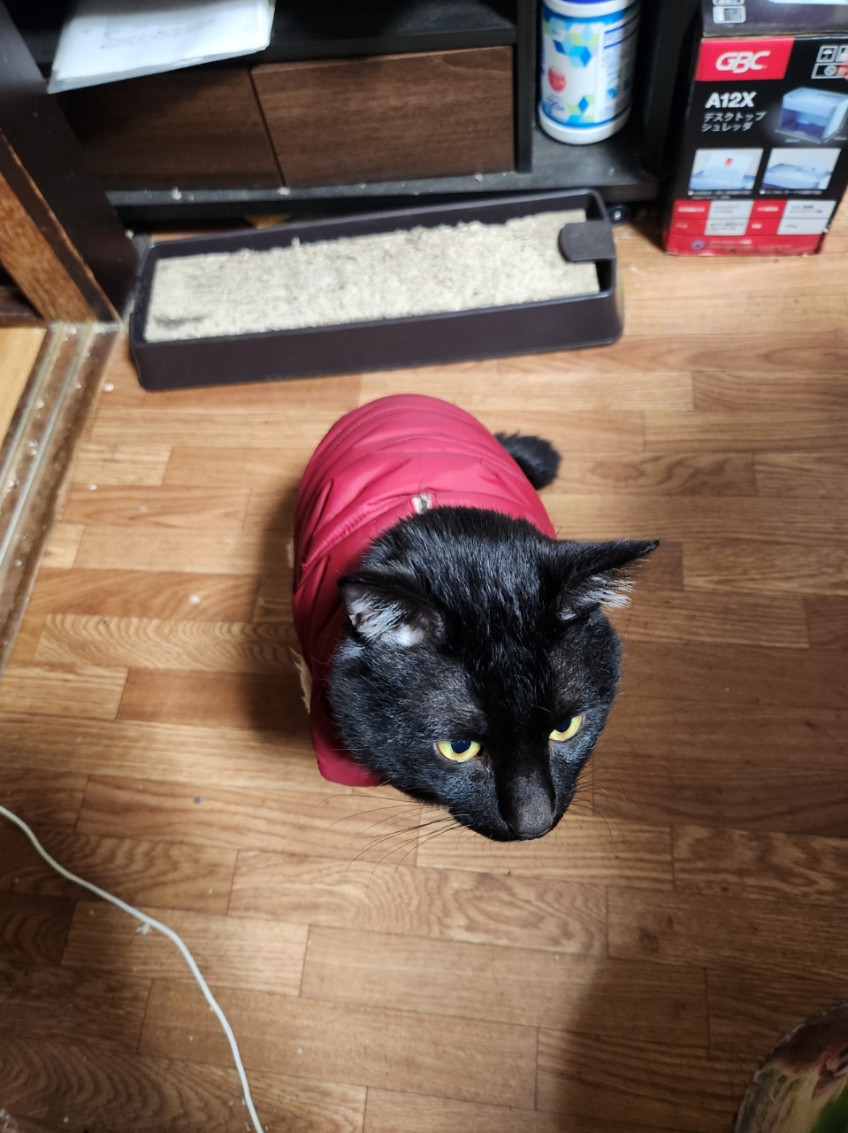 ♡︎🕊🐩🐈‍⬛たろちゃん♀😎🎸