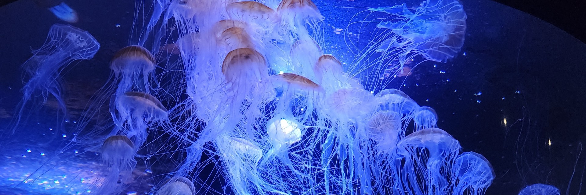 ໒꒱四葩 ｰ よひら- 