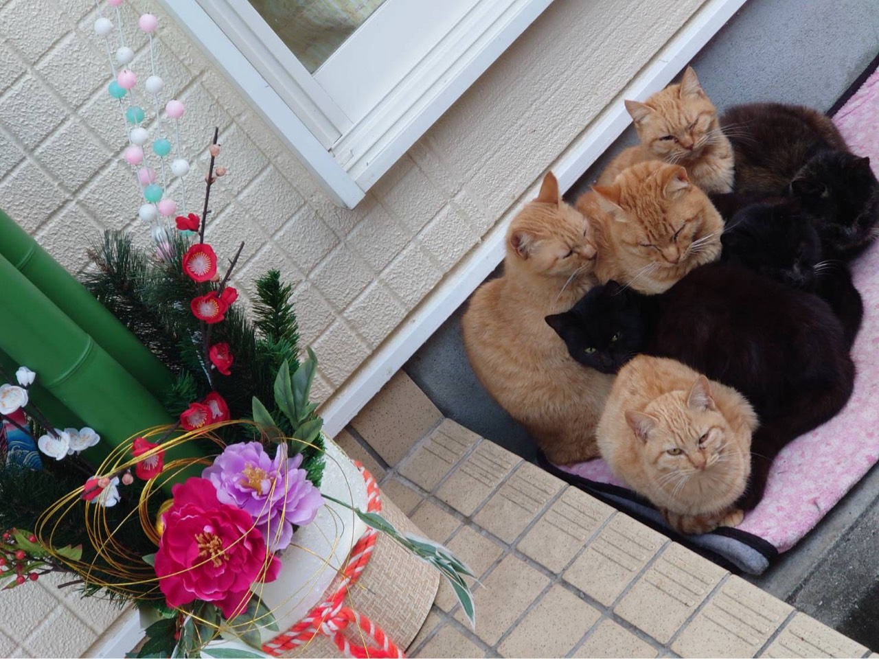 ˚*.✩緑川☆みゃん太✩.*˚