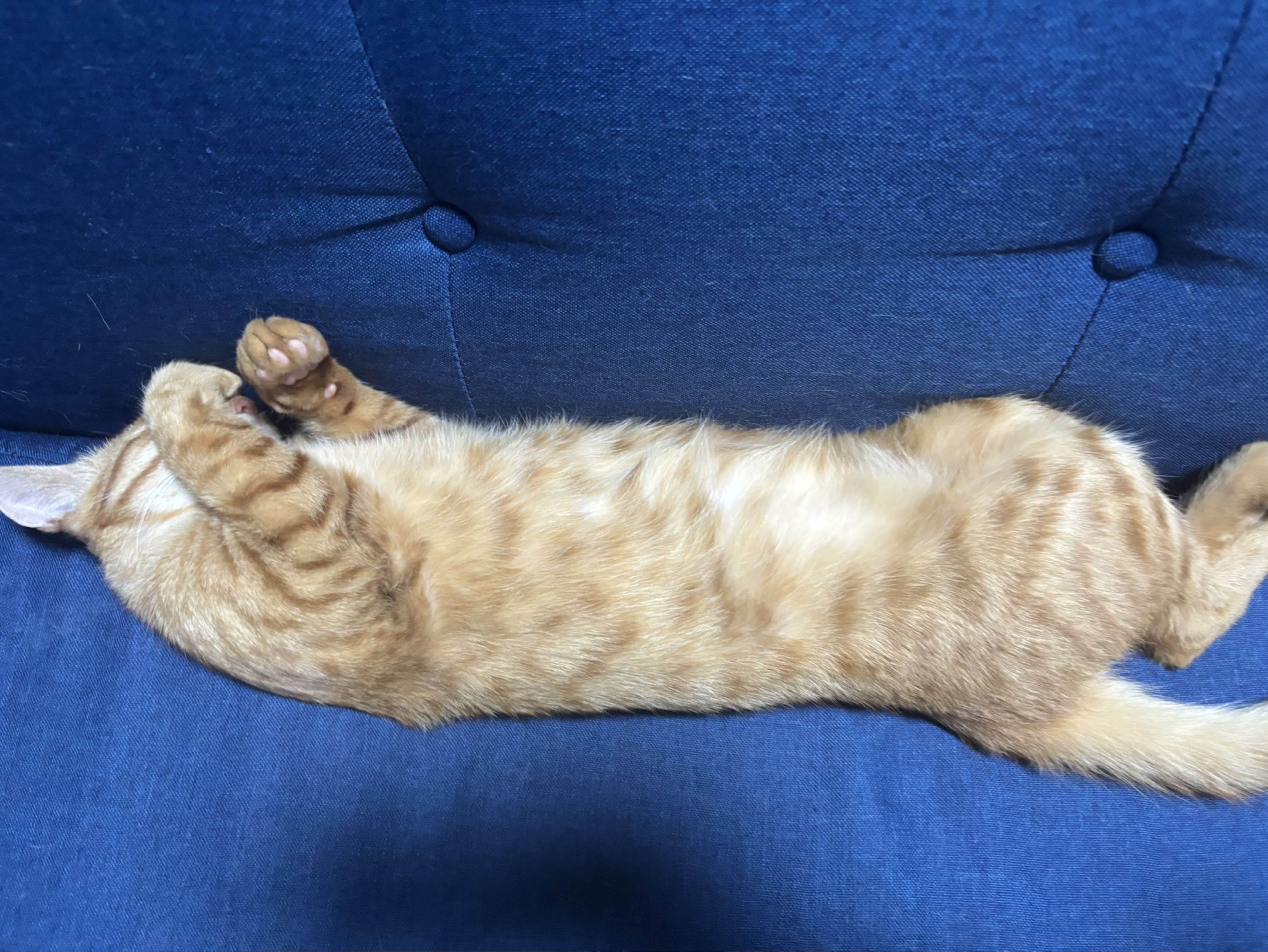 タヨトꪑᴥ 𝒀☠︎⋆͛ 🍖²