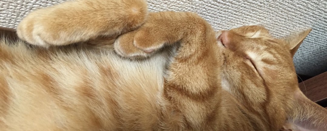 くいな