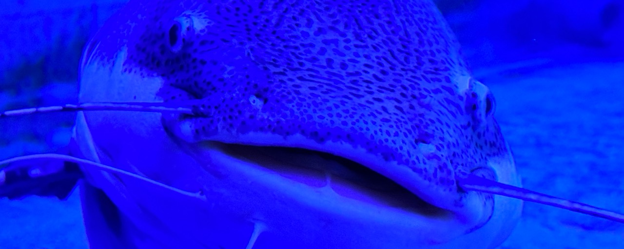 可愛くないコアラ🐨