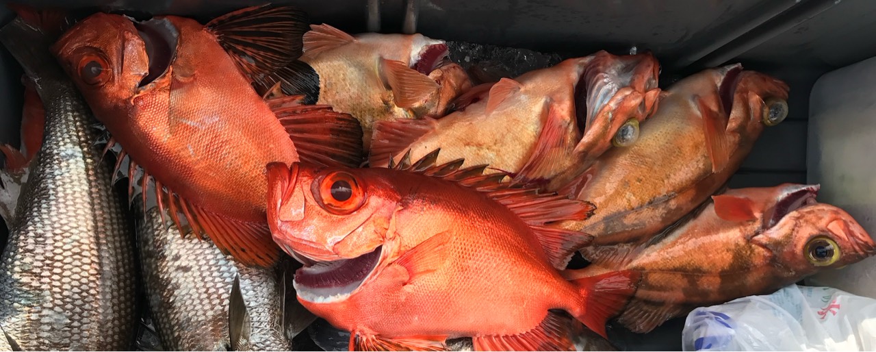 うろっこY̷⸝꙳😏🤔🤫